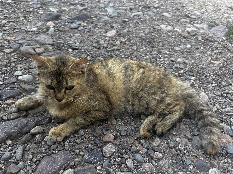 Отдам кошку в добрые руки