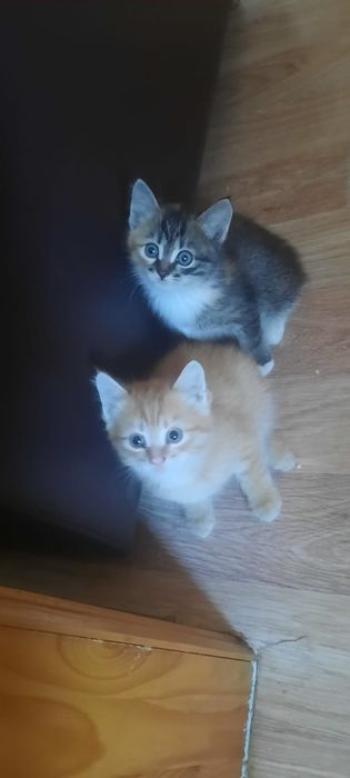 Отдам котят красивых