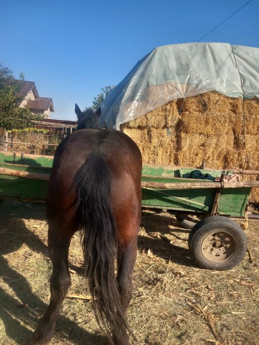 De vanzare cal de 2 ani jumate castrat