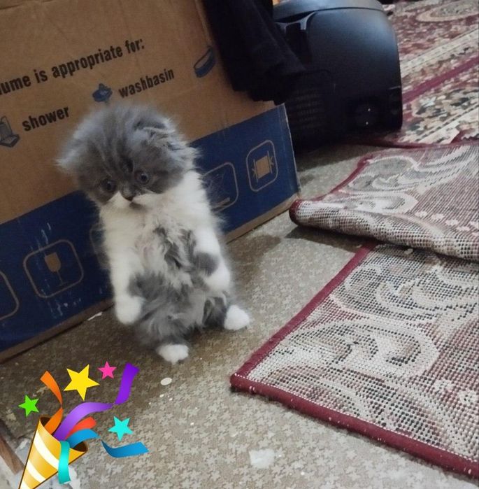 Продается котёнка