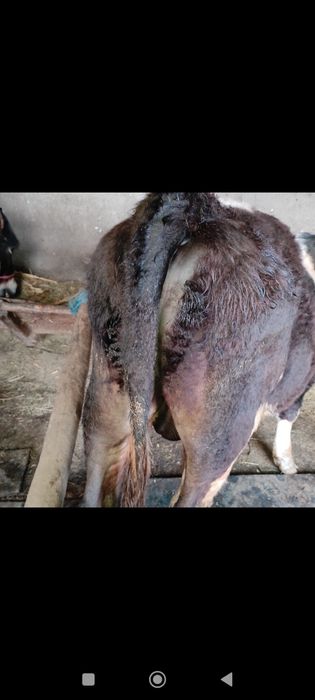 Vând vițel tânăr