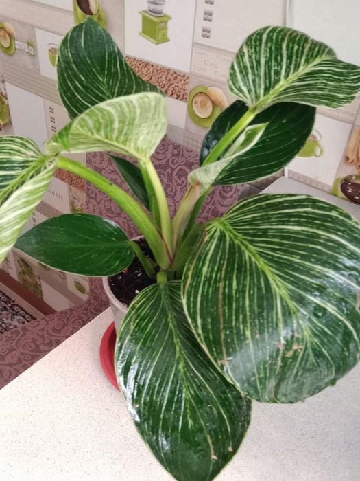 Филодендрон Биркин