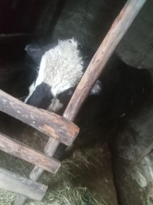 Продам бычков с откорма 3500 за кг