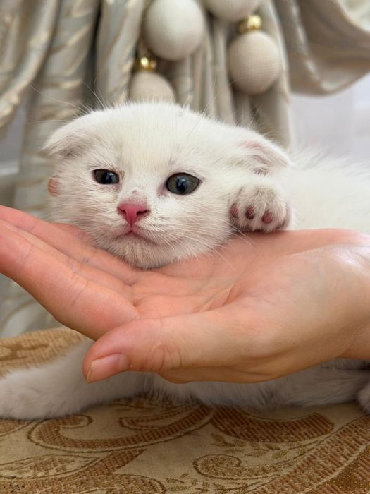 Котенок вислоухи