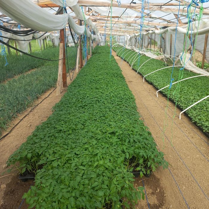 Răsaduri Renata-Bengești