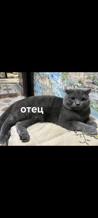 Британский скотч