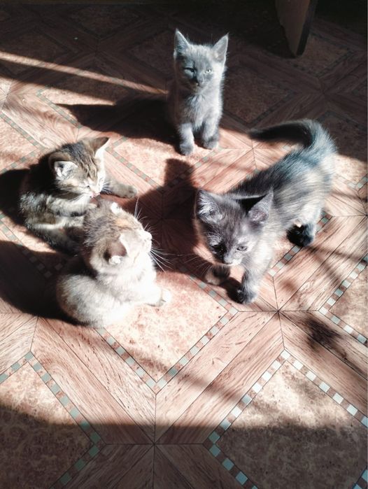 Котята в хорошие руки
