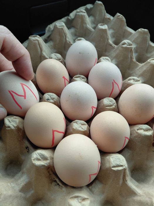 Brama tovuq tuxumi va joʻjasi sotiladi. Qoni va zoti tozasi.