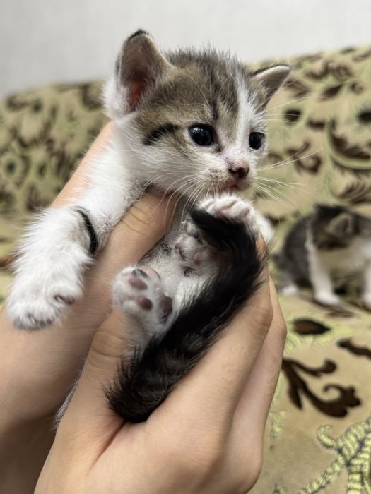 Ласковые котятя (2 месяца)