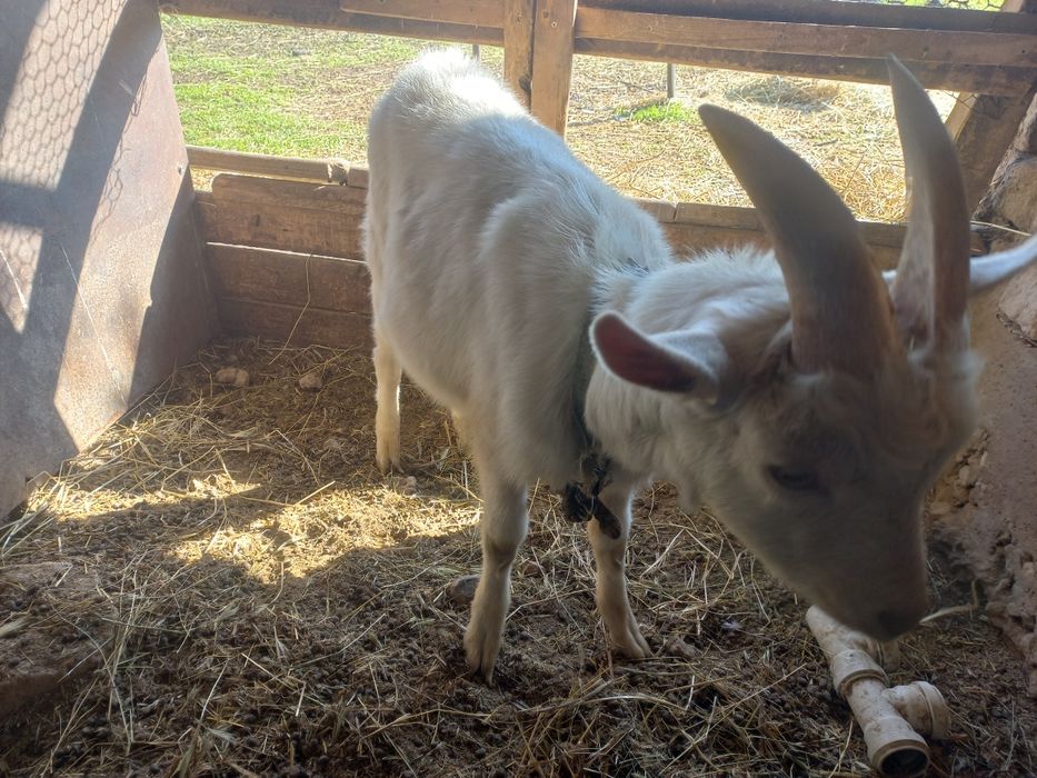 Теке занен 100 пайыз