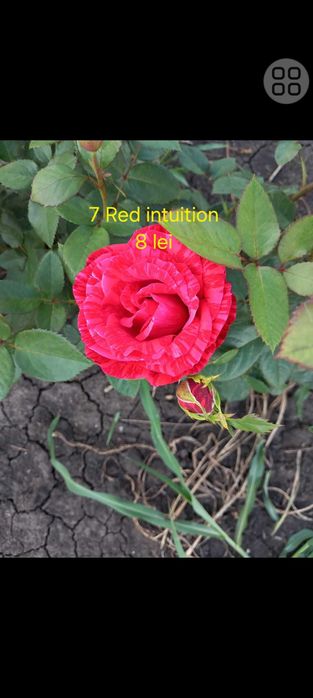 Trandafiri cu rădăcina liberă