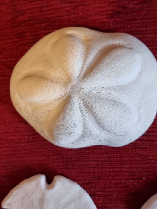 Scoici si Dolari de nisip(Arrowhead ), Sea Biscuit Puffy specimen de c