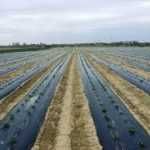 Folie de mulcire, folie agrotextila, banda de picurare, irigatii.