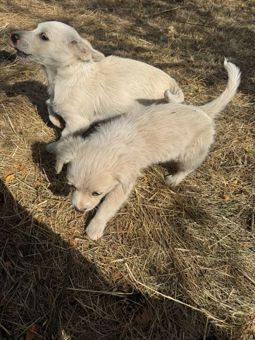Cățeluși adorabili își caută o familie!