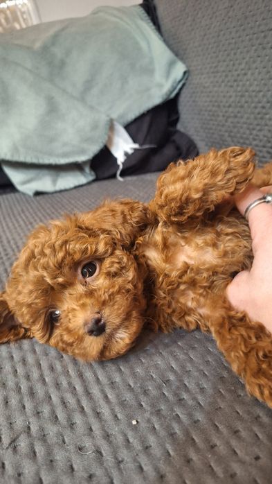 пуделчета играчка/момче и момиче/toy