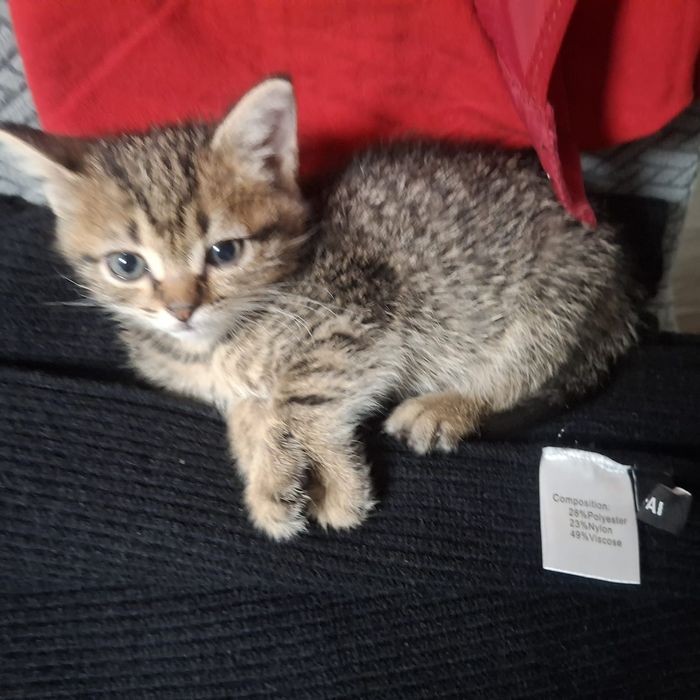 Котёнок в добрые руки