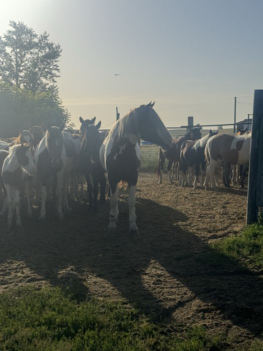 Мощный Айгыр Жеребец