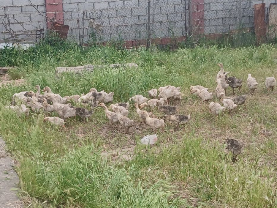 Гусята Продаётся
