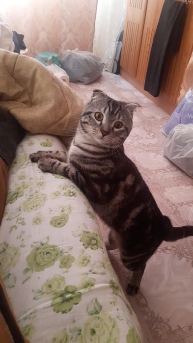 пропал кот шотландец