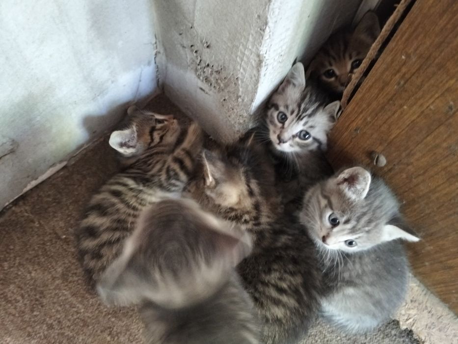 Котята ищут дом хороший