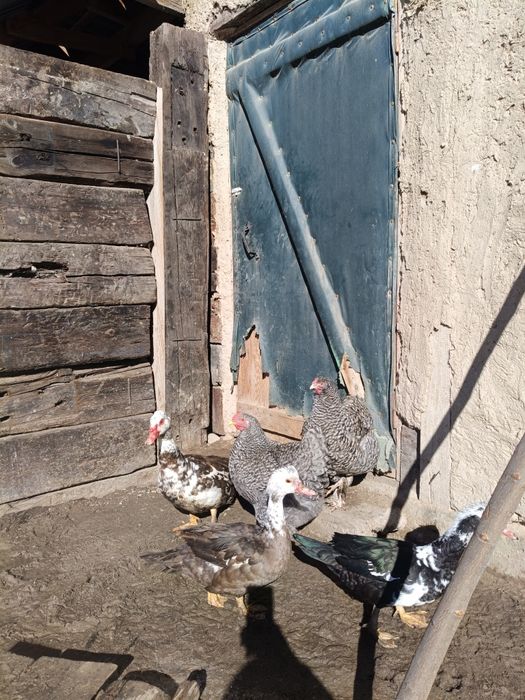 Куры Мехеленская кукушка