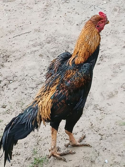 Dakan xoroz sotuvda