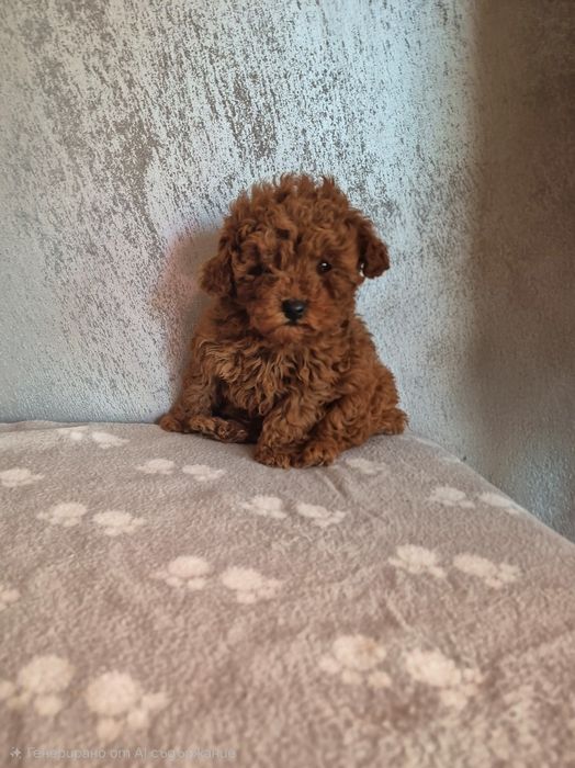 Poodle toy  той пудел