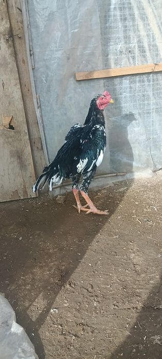 О шамо шөже сатылады