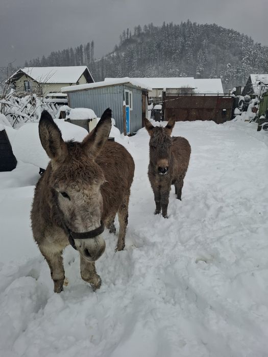 Magarita gestanta cu pui