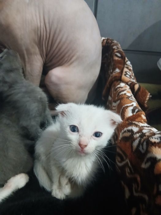 Отдам котят в хорошие руки