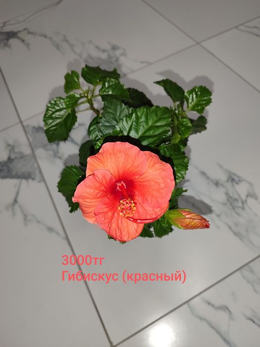 Продам комнатные цветы.