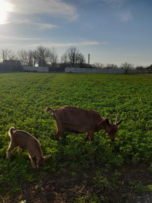 Vand tap saanen si capra alpina