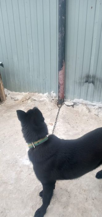 Қара неміс күшігі сатылады