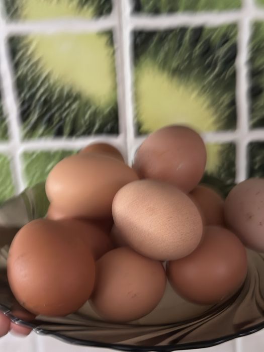 Домашние яйца куры