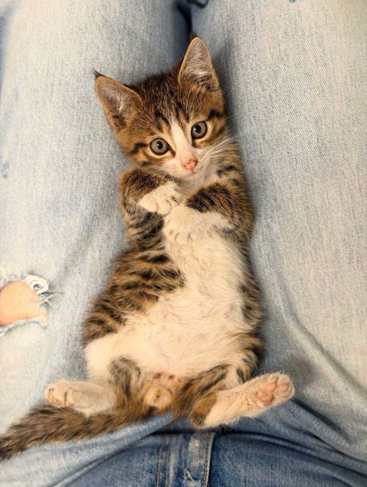 Котёнок / кот / Отдается в добрые руки. Ходит в лоток. Нежный. Игривый