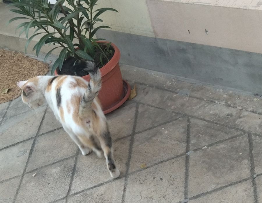 Подарявам двуцветно коте