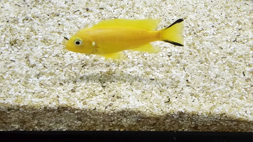 Рибки Африкански цихлиди