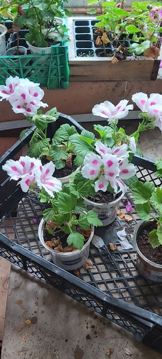 Продам королевскую герань