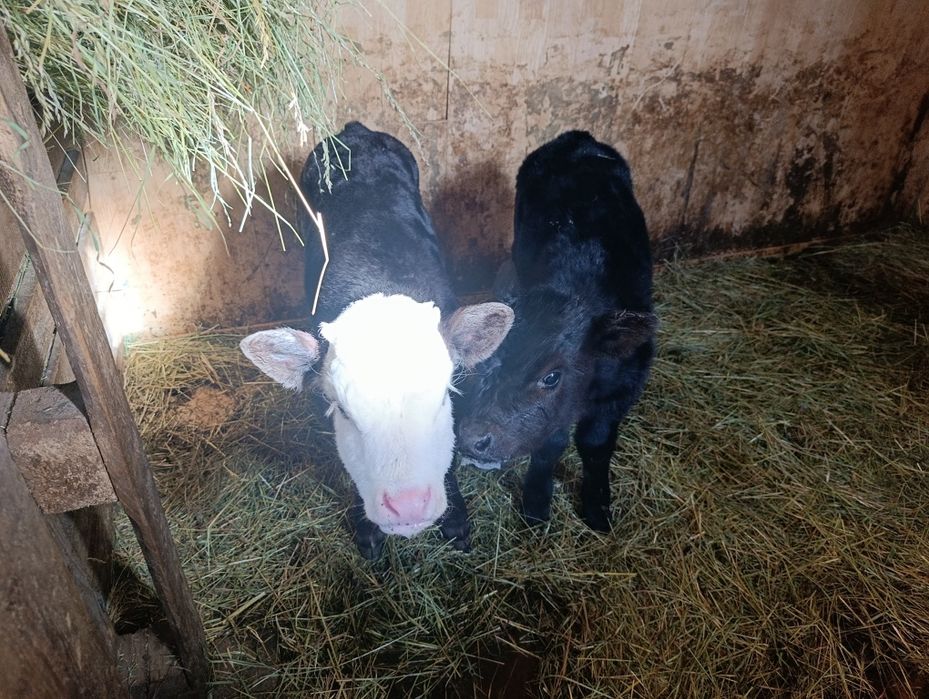 Еркек бузау телята бычки