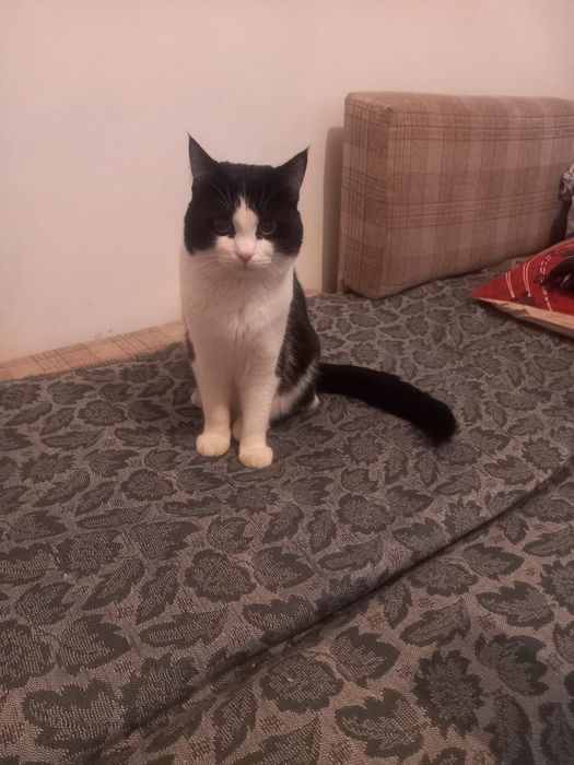 Ищем кошечку для вязки