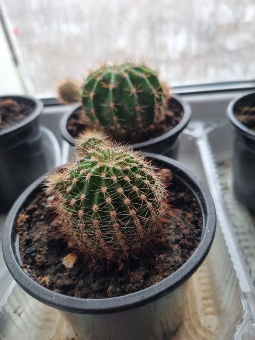 Кактусы в горшочках
