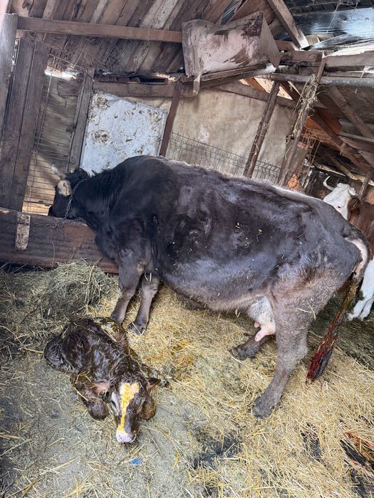 Vaca productie lapte 25 l lapte la zi garantata