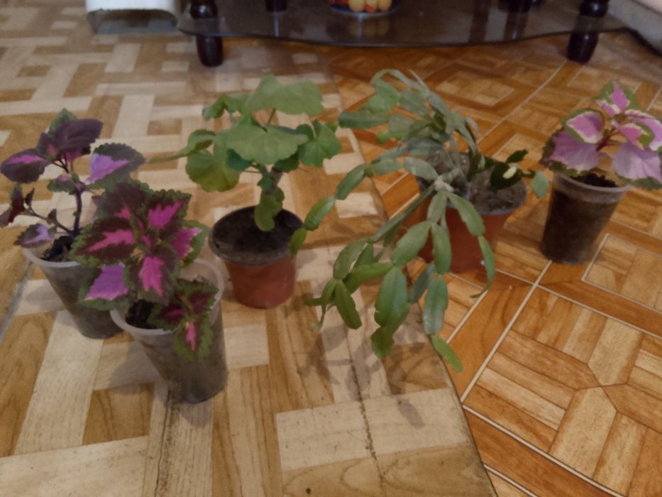 Цветы .комнатные.