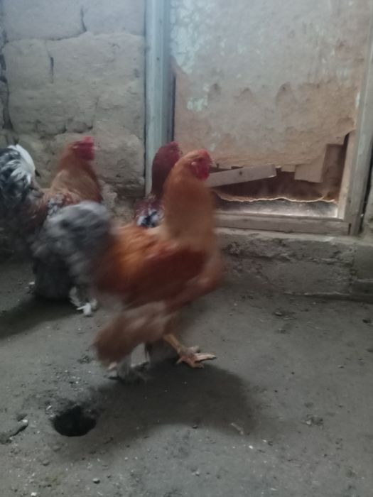 Брам, брамма продам Петухи