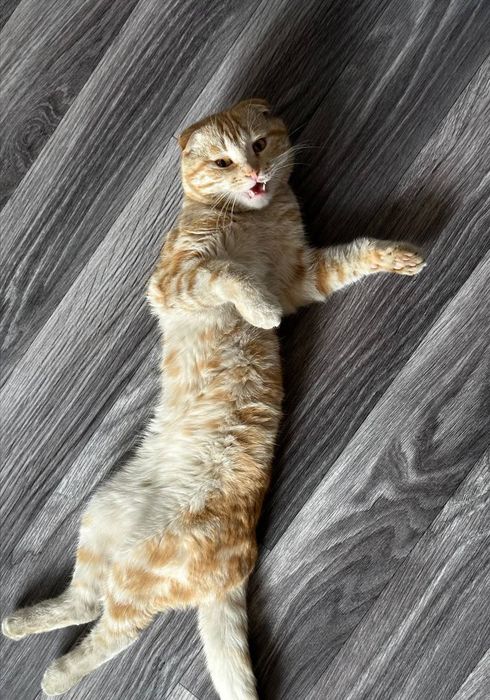 Scottish fold mushuk