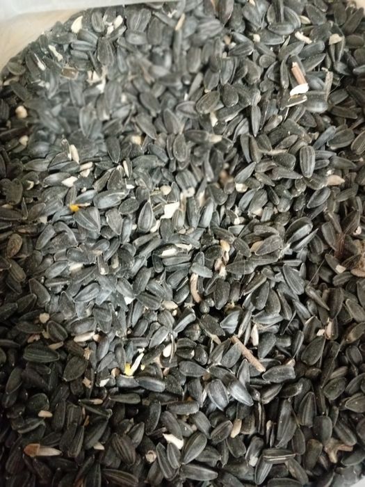 Семечки чёрные,масляничные