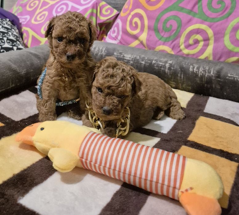 Пудель карликовый