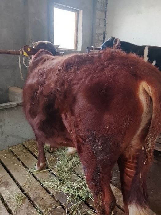 Продаются молодые быки