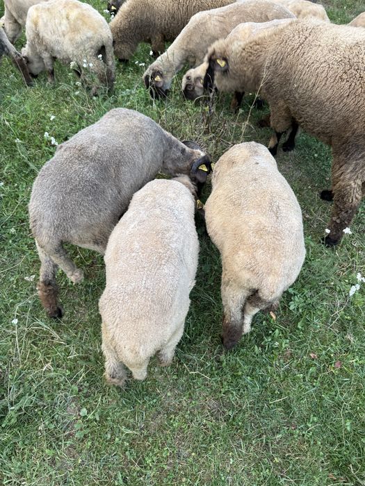 Miei de vânzare – fătați în primăvară