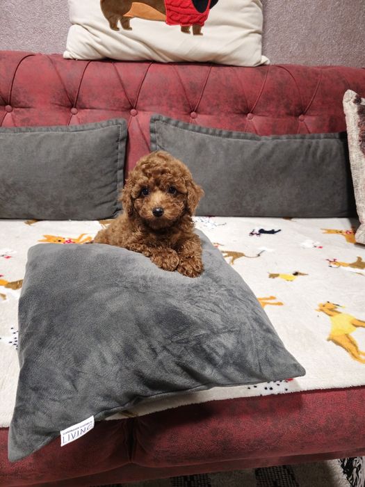 Мини пудел ред априкот ( Mini poodle red aprikot))